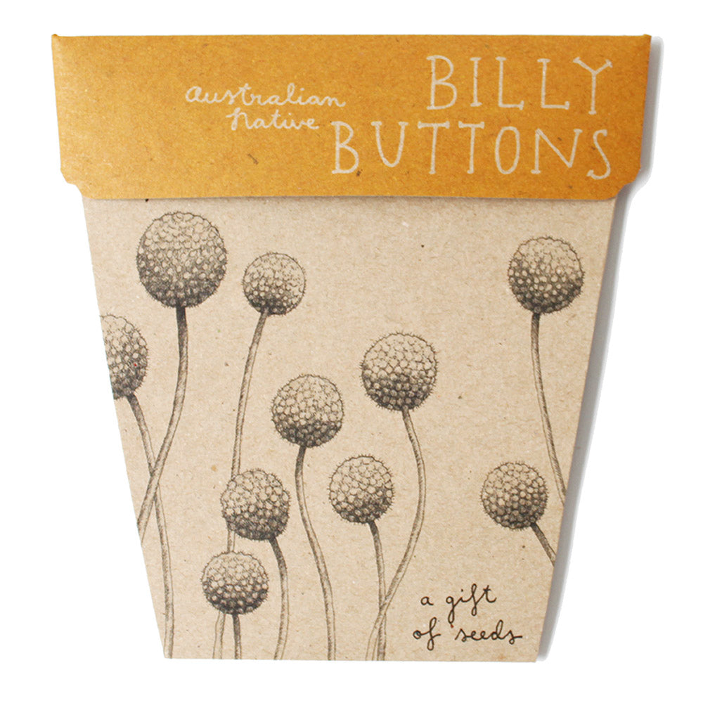 Sow ‘n Sow: Billy Buttons Gift of Seeds