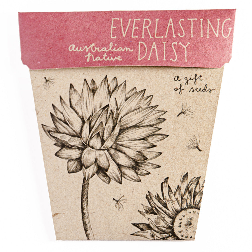 Sow ‘n Sow: Everlasting Daisy Gift of Seeds