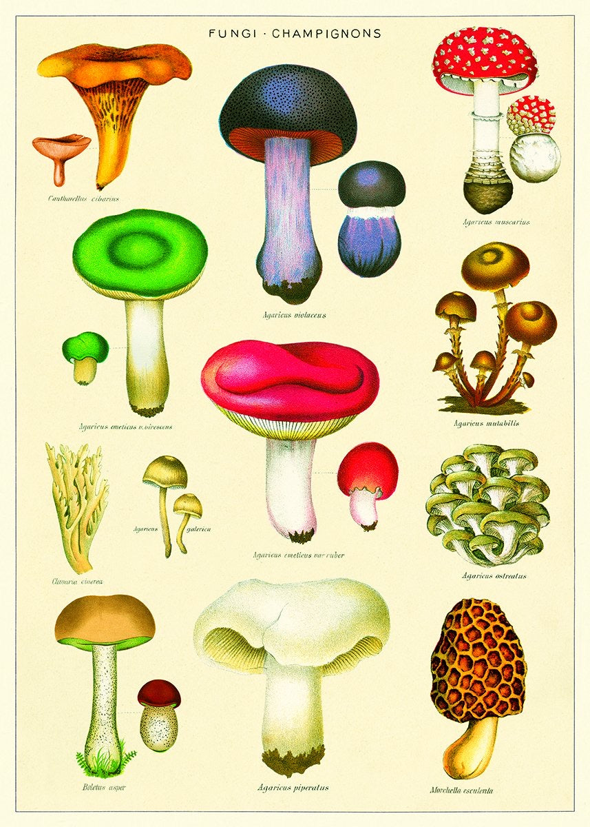 Vintage mushroom chart