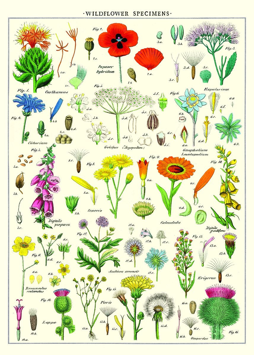 Wildflowers vintage wall chart