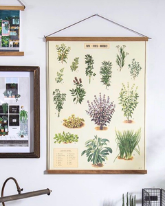 Culinary herbs vintage wall chart