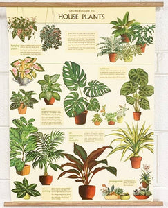 House plants vintage wall chart
