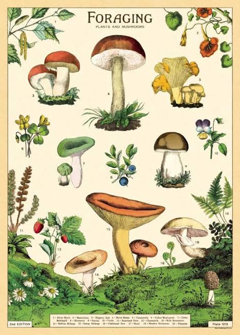 Foraging for Plants & Mushrooms Vintage Wall Chart