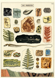 Fossils vintage wall chart