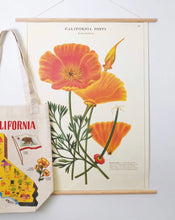 Load image into Gallery viewer, Californian Poppy vintage wall chart
